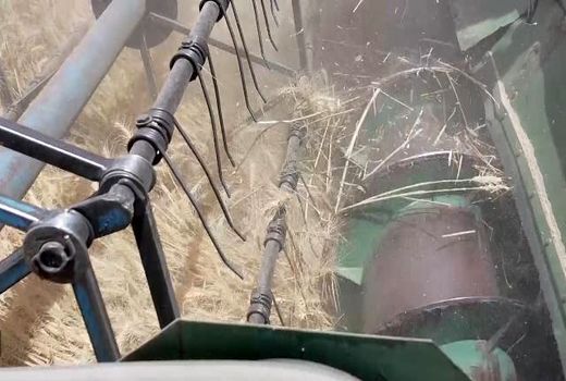 فصل دِرویِ خوشه های طلایی از مزارع اصفهان