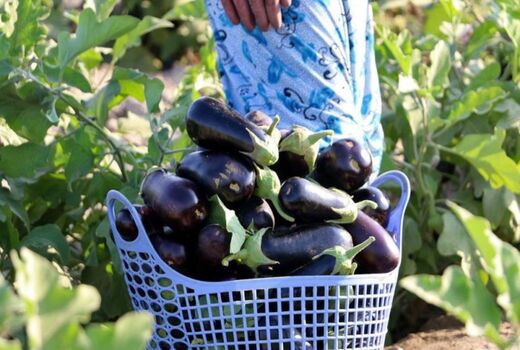 لزوم رایزنی برای صادرات محصول بادمجان مازاد مصرفی استان