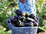 لزوم رایزنی برای صادرات محصول بادمجان مازاد مصرفی استان