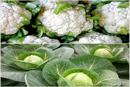 پیش بینی تولید  بیش از 12 هزار تن کلم برگی و گل کلم در آذربایجان غربی
