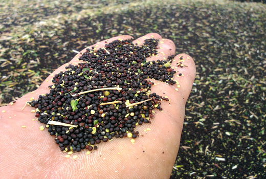 پیش‌بینی تولید بیش از 40 هزار تن کلزا در فارس