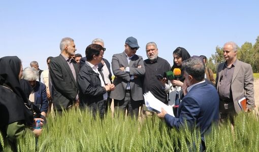مجید آنجفی:  زراعت در امنیت غذایی کشور سهم ۷۵درصدی دارد