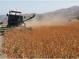 اجرای کشاورزی قراردادی گندم برای نخستین بار در خراسان شمالی