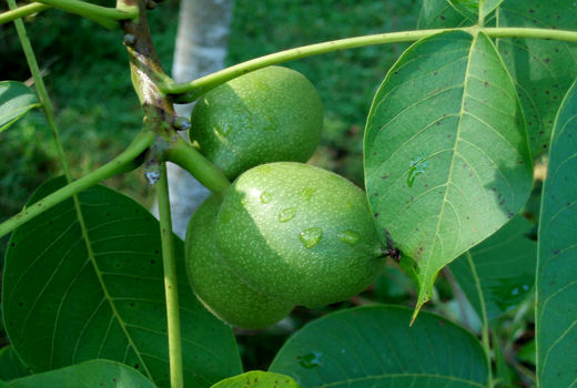 آغاز برداشت گردو از باغات شهرستان البرز