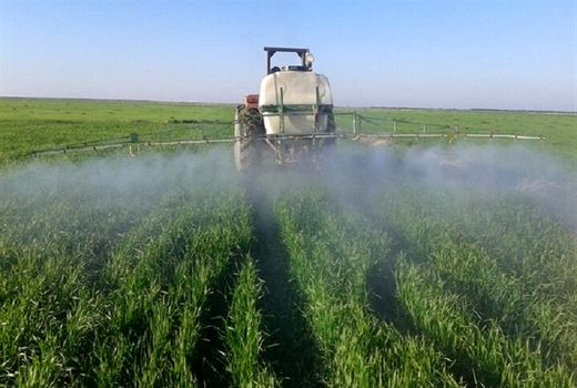 آغاز برداشت گندم از مزارع استان تهران