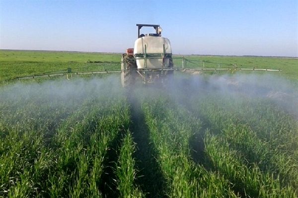 آغاز برداشت گندم از مزارع استان تهران