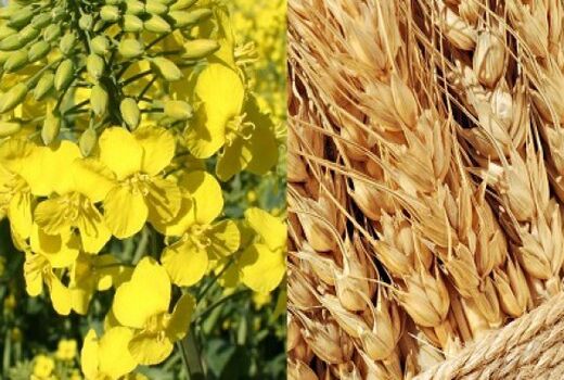ثبت بیش از ۱۱۵ هزار هکتار کشت قراردادی گندم و کلزا در خوزستان