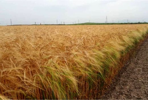 جو جا دارد ولی دل کشاورز با گندم است