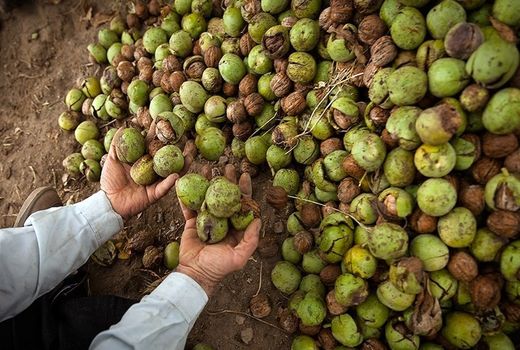 راهکارهای مؤثر کاهش خسارت آفت کرم خراط در راستای توسعه گردو کاری