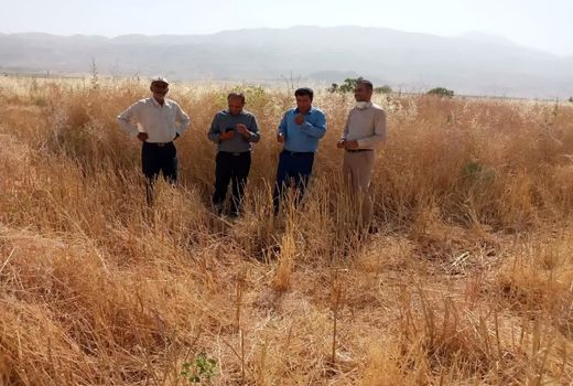 کشت سیاه دانه در یکصد هکتار از اراضی کشاورزی خانمیرزا