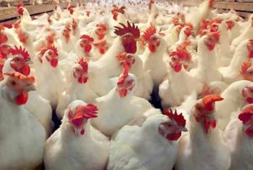 برگزاری اولین نشست بررسی چالش‌ها و فرصت‌های صنعت طیور گوشتی جنوب شرق کشور