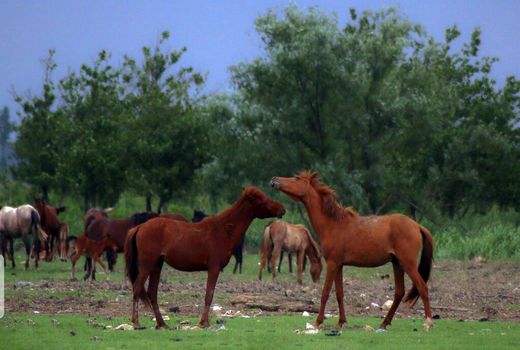 برگزاری نشست شورای انجمن بین المللی اسب کاسپین با حضور نمایندگان کشورهای مختلف در استان البرز
