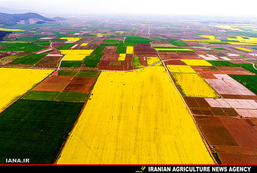 عبور کشت کلزا از مرز 300 هکتار در اردبیل