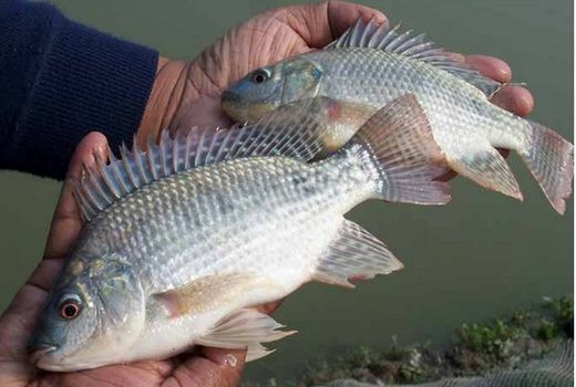 رهاسازی 140 هزار قطعه ماهی تیلاپیا در استان سمنان