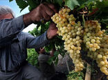 برداشت 15 هزار تن انگور در استان قم
