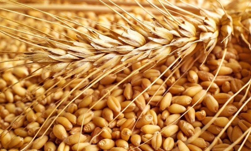 واریز تمام مطالبات گندمکاران استان اصفهان