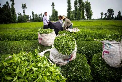 سالانه تا ۱۵۰ هزار تن برگ سبز چای  با کیفیت برداشت می‌شود