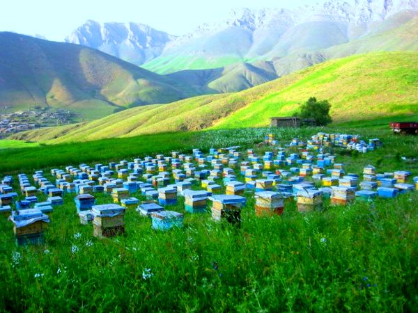 آغاز کوچ زنبوردارن به هرمزگان