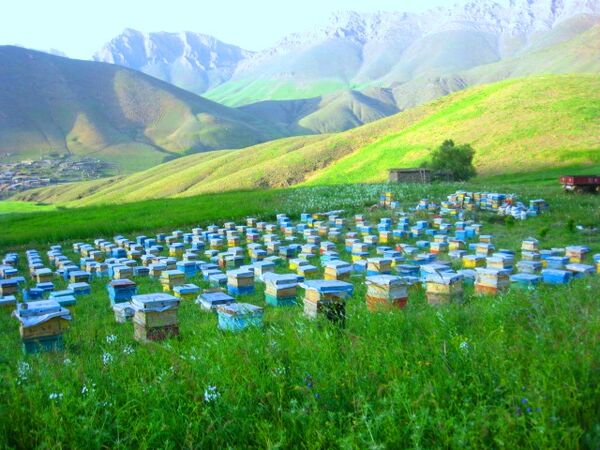 آغاز کوچ زنبوردارن به هرمزگان