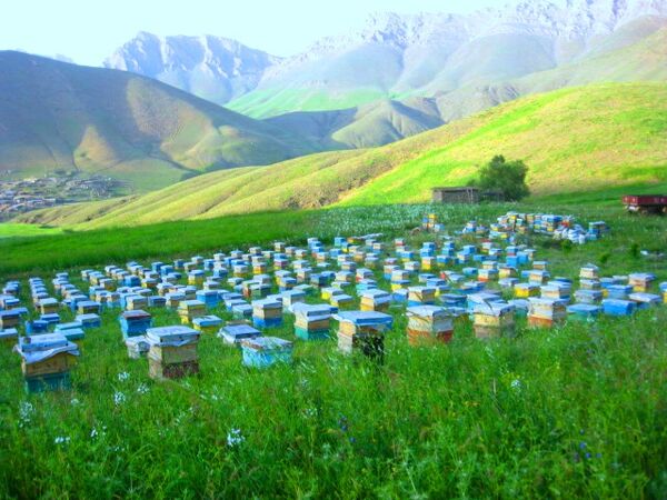 آغاز کوچ زنبوردارن به هرمزگان