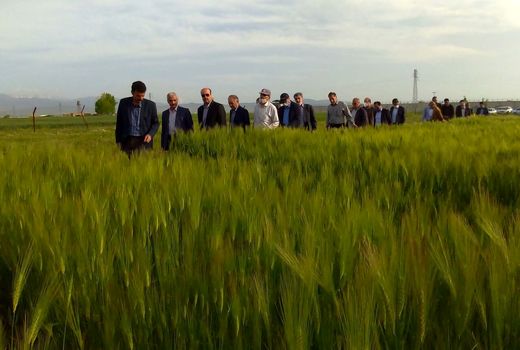  ۳.۸ میلیون تن جو امسال در سطح کشور تولید می‌شود