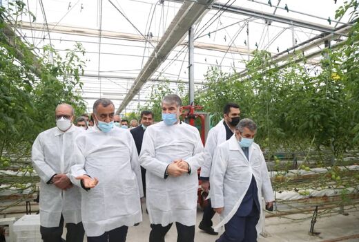 بازدید وزیر جهاد کشاورزی از مجتمع گلخانه ای سبزی و صیفی دشت ناز در میاندرود
