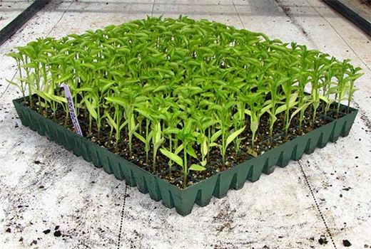 کاشت گوجه فرنگی خارج از فصل در لارستان آغاز شد 