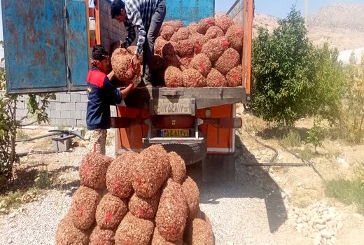توسعه کشت زعفران در خوزستان