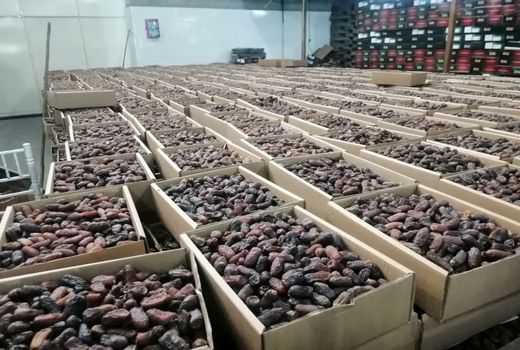 درآمد 200 میلیارد ریالی صادرات خرمای جهرم به امارات متحده عربی