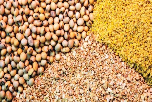 خوراک آماده دام مشمول تحریم نمی‌شود
