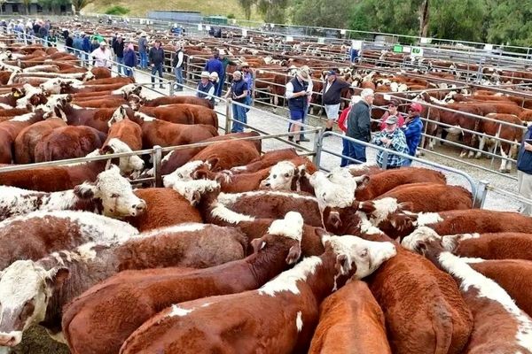 جنگ، هزینه تولید گوشت در اروپا را افزایش می‌دهد