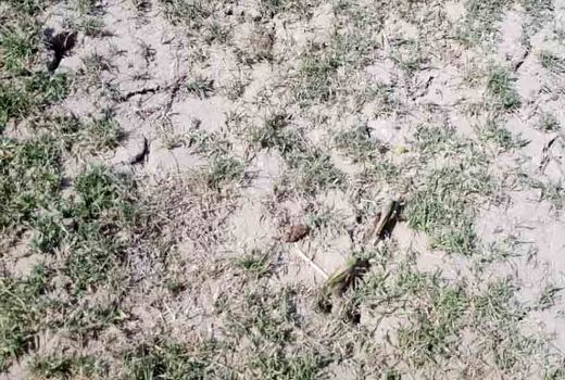 مبارزه با ملخ در سطح 1350 هکتار از مراتع سیستان