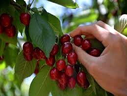برداشت گیلاس در اصفهان