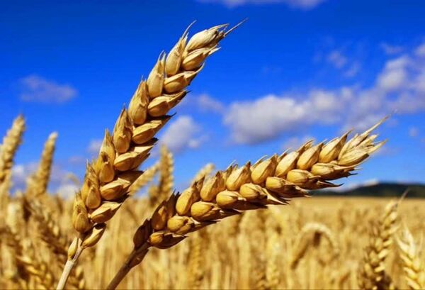 جشنواره رسانه‌ای «خوشه طلایی» برگزار می‌شود