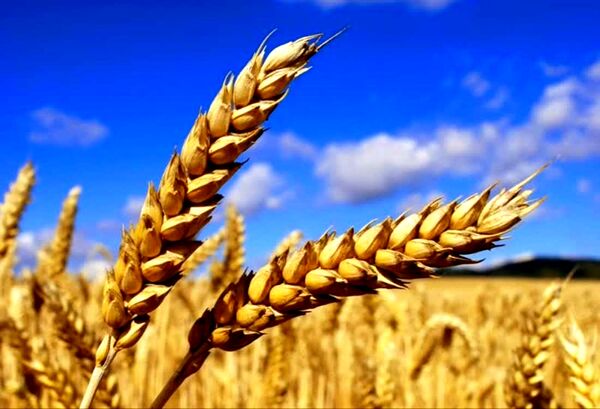 جشنواره رسانه‌ای «خوشه طلایی» برگزار می‌شود