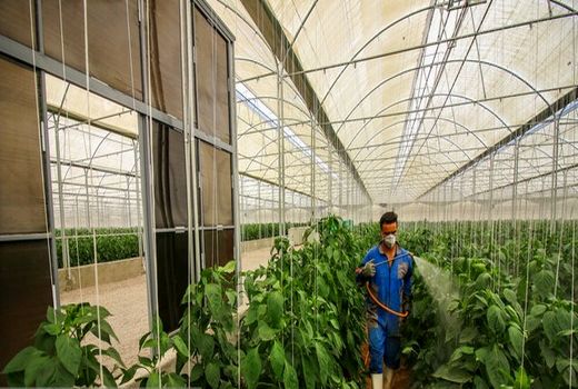 تاکید برخی کشاورزان اصفهانی به کشت سنتی به دلیل هزینه‌های بالای کشت گلخانه ای