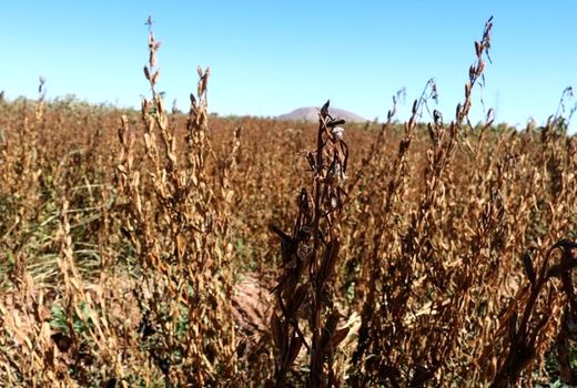 خسارت ١۵٠ میلیارد تومانی سرمازدگی به کشاورزی اصفهان 