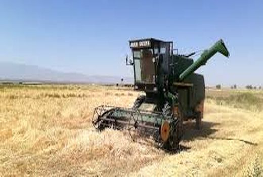 برداشت جو غصیل از بزرگترین مزرعه در کشور