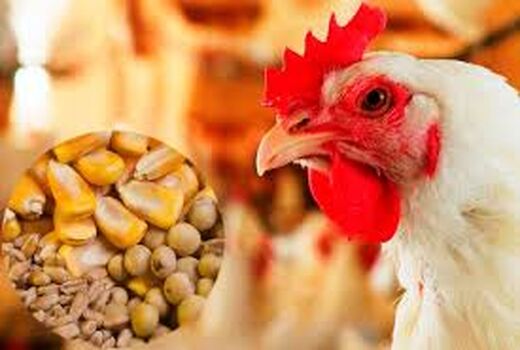 برای حمایت از مرغداران نهاده‌ها رسید 