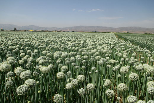کشت ۶۵۰ هکتار پیاز پاییزه در شهرستان کوار