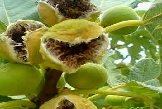 آغاز برداشت انجیر در کوار 