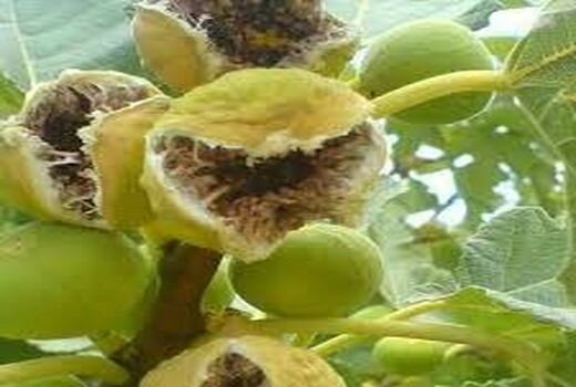 آغاز برداشت انجیر در کوار 