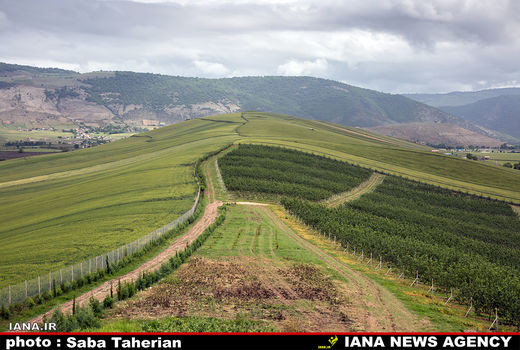تغییر الگوی کشت برای ارزش افزوده
