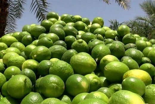 برداشت لیموترش از باغات خوزستان
