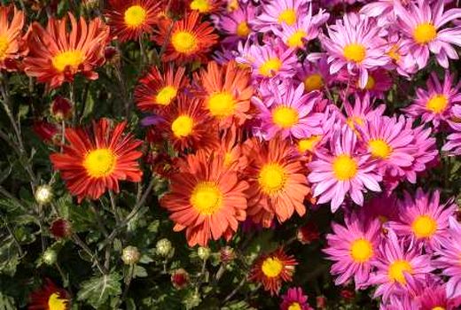 20 هزار بوته گل در شهر بیرجند کاشته شد