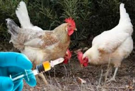 واکسیناسیون 3 میلیون و 371 هزار قطعه طیور بومی در روستاها علیه بیماری نیوکاسل 