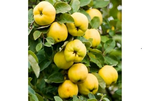 تولید بیش از 1000 تن میوه بِه در مرودشت