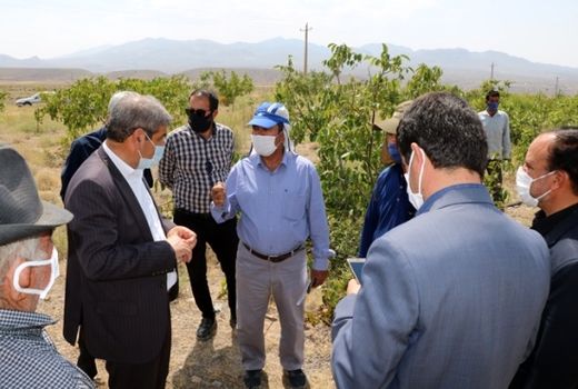 مبارزه با کانون‌های کرم خراط در استان کرمان