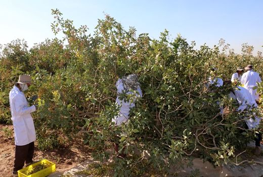 برداشت پسته  از ۳۷ هزار هکتار باغات بارور شهرستان زرند 