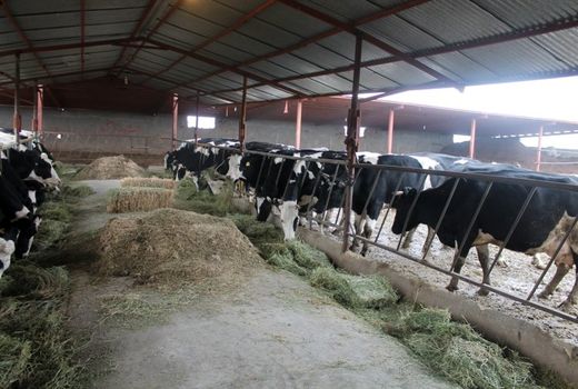 برگزاری کارگاه آموزشی دامپروری در شهرستان دیلم